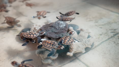 cute baby hawksbill turtles swim in tank of rehabilitation sanctuary, closeup