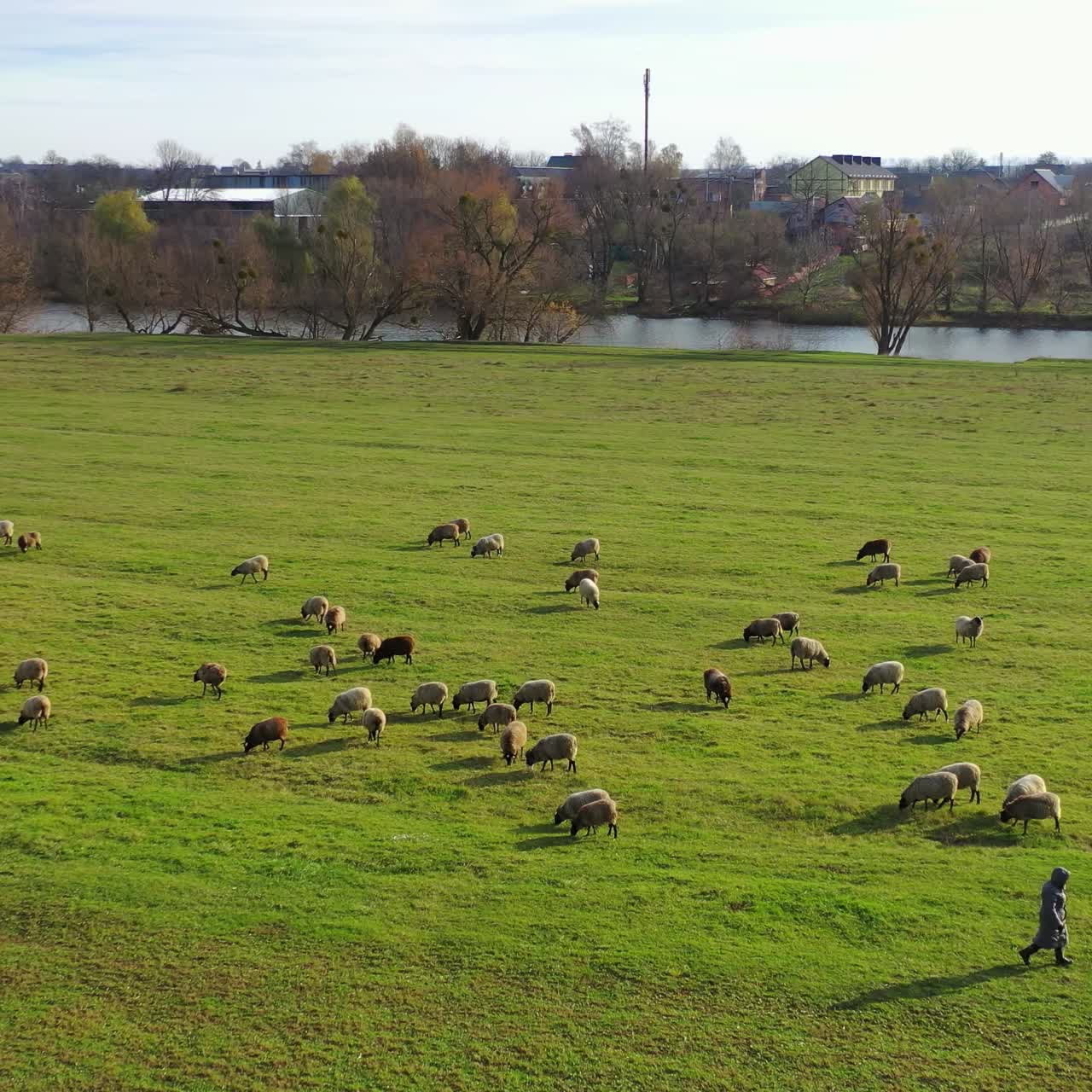 Luftfoto med drone af en fåreflok, der græsser på en grøn mark. Dyrekonceptvideo.