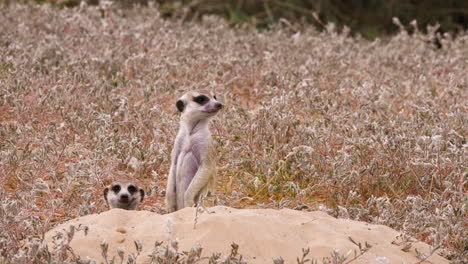 surekata mirando alrededor en la sabana en áfrica - toma de primer plano