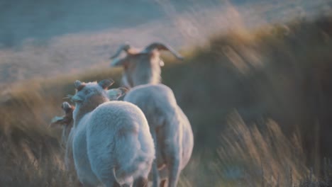 Rear-view-of-two-white-goats-walking-on-sandy-beach-landscape-at-golden-hour,-soft-focus,-handheld