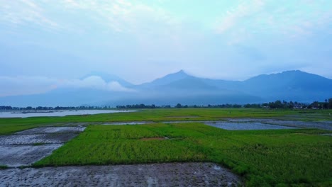 Low-angel-drone-shot-of-green-rice-field-with-mountain-range-on-the-background