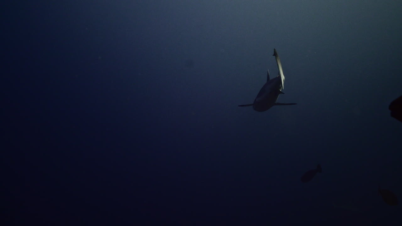 푸른 물 속의 회색 상어