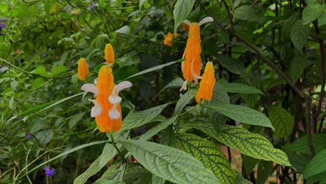 se pueden ver maravillosas flores de naranja.