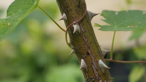 Rose-stem-with-thorns,-close-up,-panning-vertical