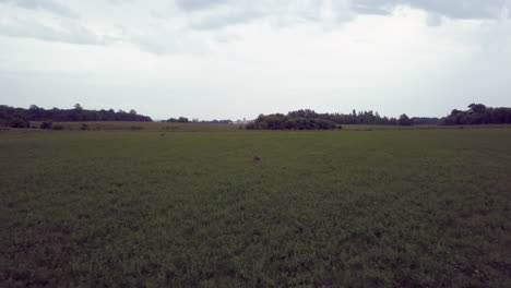 Aerial-low-level-fly-over-large-birds-in-a-crop-field-Minnesota,-USA