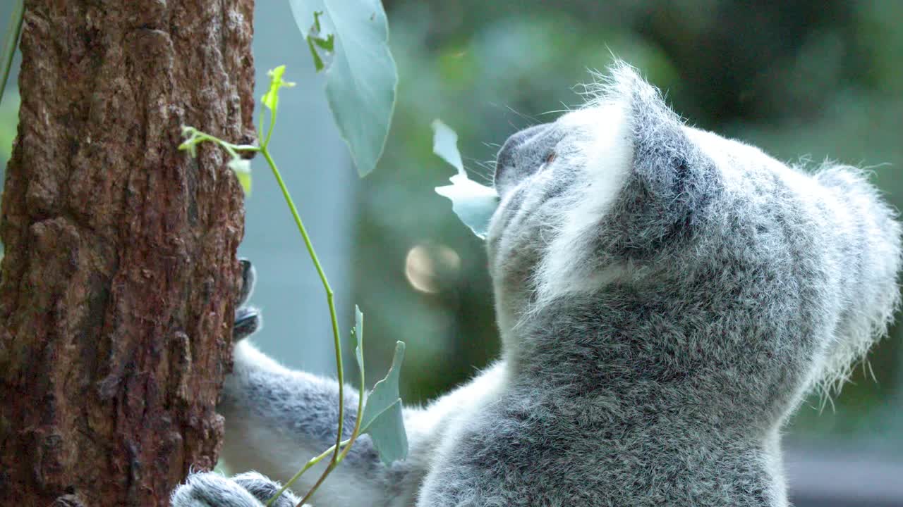 Primo piano di un koala che mastica foglie di eucalipto mentre è aggrappato a un albero.