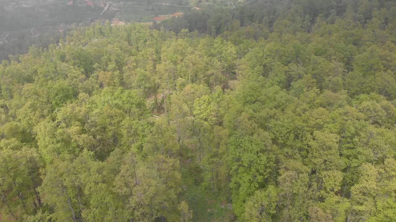 imágenes de drones volando sobre los árboles en el bosque de el qammouaa, akkar líbano
