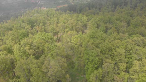 imágenes de drones volando sobre los árboles en el bosque de el qammouaa, akkar líbano