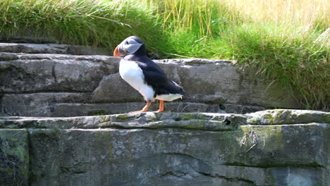 cute fratercula arctica walking on rocks and jumping in slow motion,close up