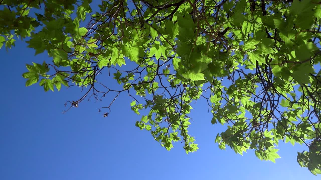 푸른 하늘에 대해 매우 생생한 아름다운 포화 녹색 잎