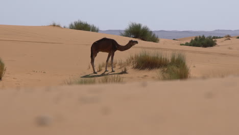 dromedary eats in desert of morocco