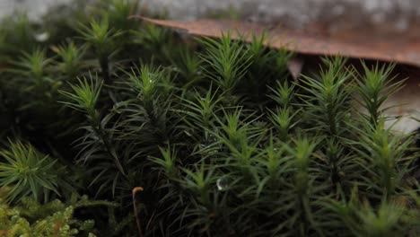 close-up of moss with snow and water droplets