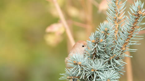 Parrotbill-De-Garganta-Vinosa-Mirando-Posado-Sobre-Una-Ramita-De-Pino-Piñón-Azul-Y-Despegando-Volando