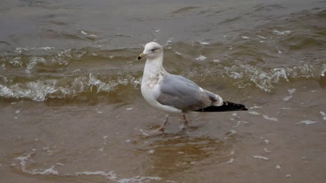 Una-Sola-Gaviota-Camina-En-Una-Playa-De-Arena-Del-Mar-Báltico