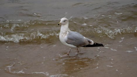 una sola gaviota camina en una playa de arena del mar báltico