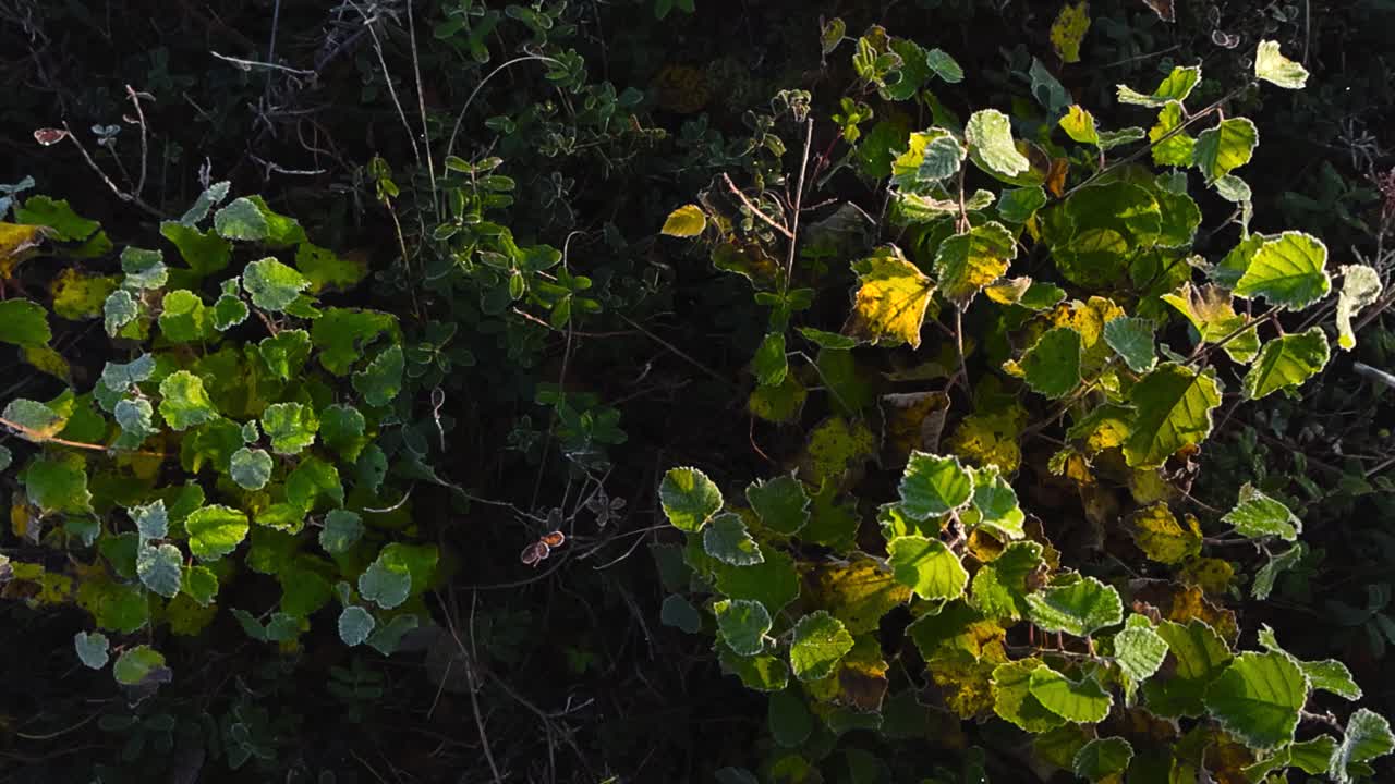 Primo piano dall'alto di foglie di betulla con brina scintillante nella calda luce dell'alba durante una fredda mattina autunnale
