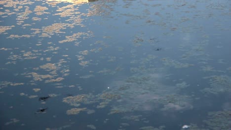 Reflejo-De-Pájaros-Voladores-Retroiluminados-Por-La-Luz-Del-Sol-En-La-Superficie-Del-Agua-De-Un-Estanque