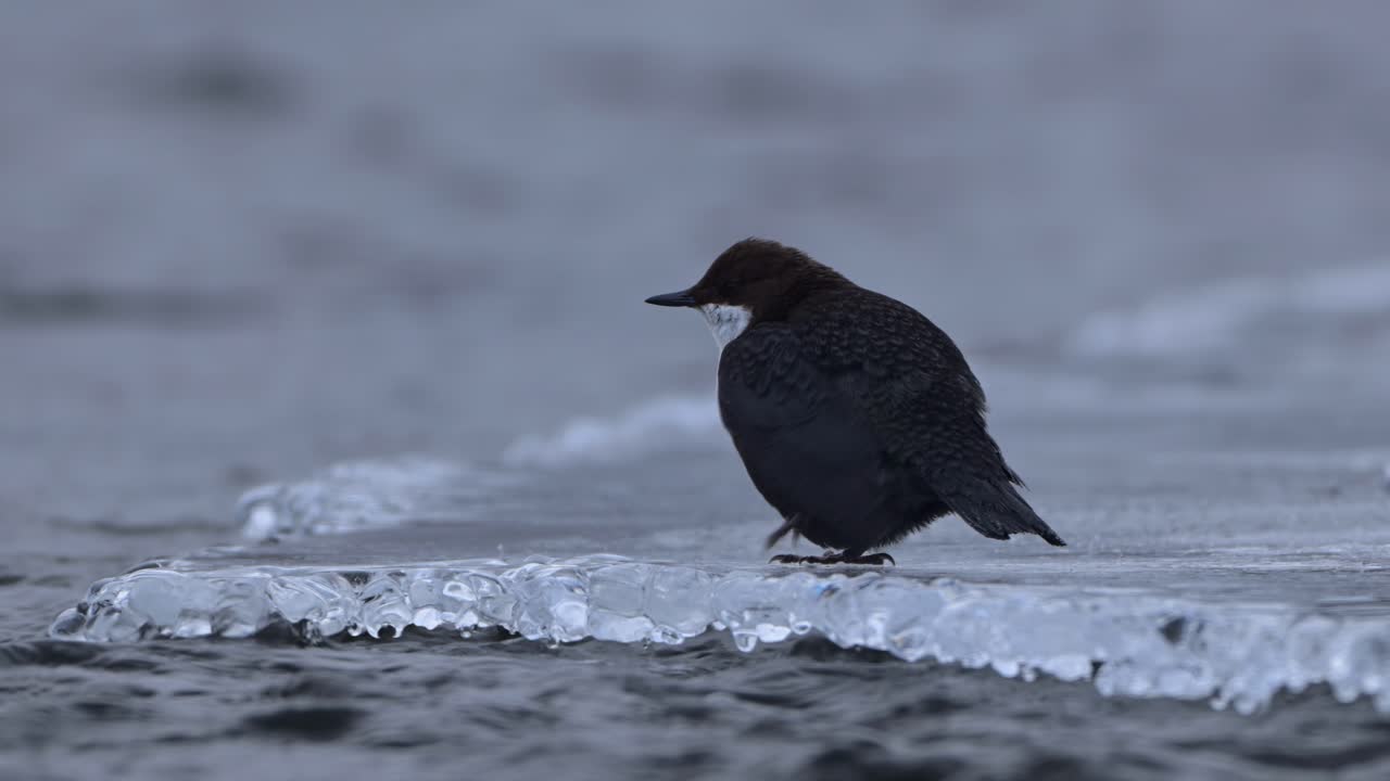 하 목 달이가 다이빙 후 두 개의 눈꺼풀을 어서 꺼기를 제거합니다.