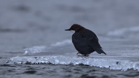 white throated dipper scratches double eyelid after diving, removing debris