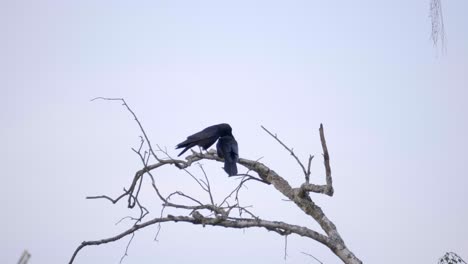 dos pájaros negros posados en una rama de árbol, fondo de cielo gris