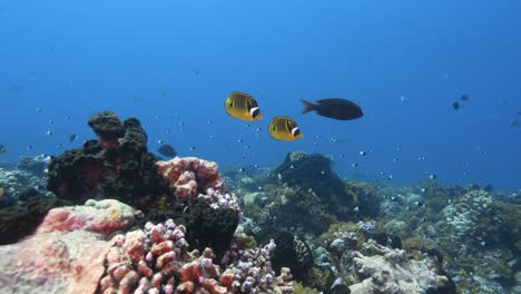 Beautiful-orange-butterly-fish-in-crystal-clear-water-on-a-tropical-coral-reef-at-the-atoll-of-Fakarava,-French-Polynesia,-South-pacific