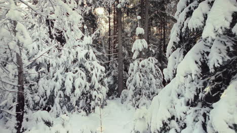 Aerial-of-freshly-snow-covered-trees-in-a-beautiful-forest-winter-scenery