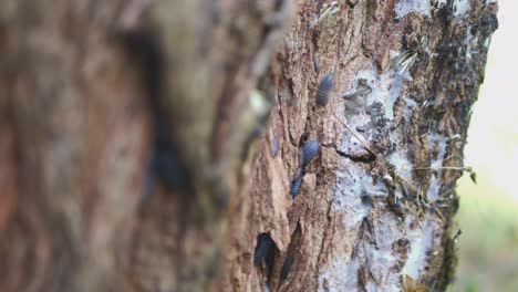 insectos en un viejo tocón de árbol podrido-1