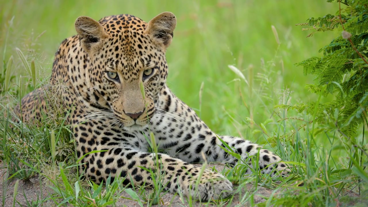 Yemyeşil çimlerin içinde yatan, doğrudan kameraya bakan görkemli bir vahşi leopar. Güney Afrika'da otantik bir vahşi yaşam karşılaşması, doğa belgeselleri ve koruma içeriği için uygun.