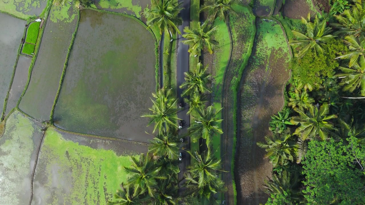 Una strada fiancheggiata da palme si snoda tra le risaie che portano alla cascata di Tibumana a Bali, Indonesia, sfondo di viaggio aereo dall'alto.