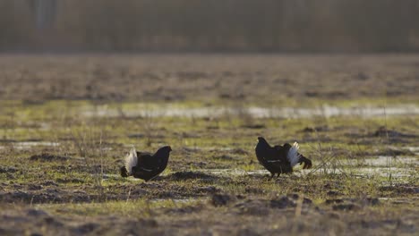 black grouse breeding lek fight in early morning