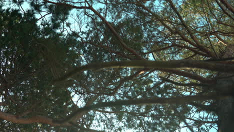 low angle of big branches of trees touching the sky