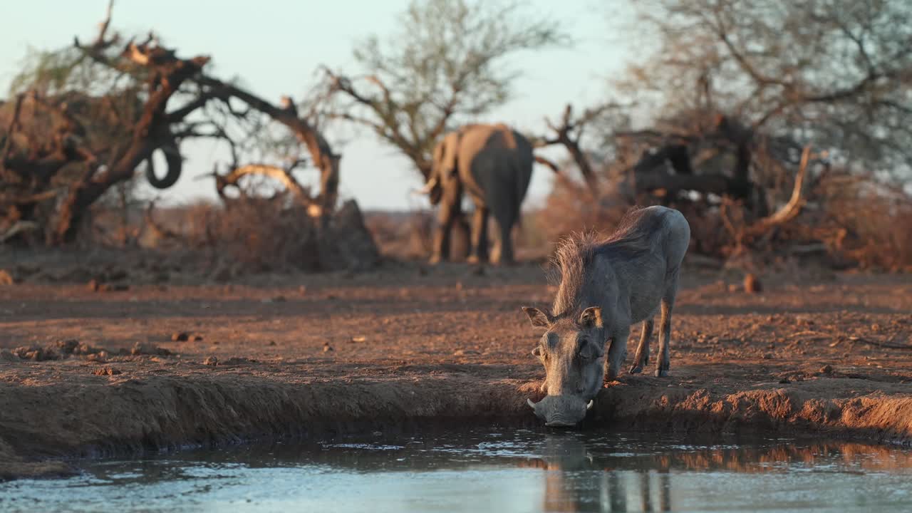 Wide shot of a male warthog drinking at a muddy waterhole in golden light while elephants are feeding in the background, Mashatu Game Reserve