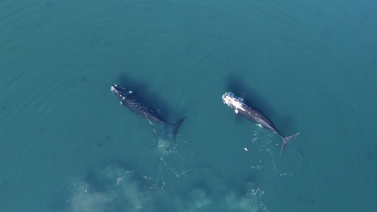 파타고니아 바다의 얕은 바다에서 헤엄치는 남방긴수염고래 -slowmo