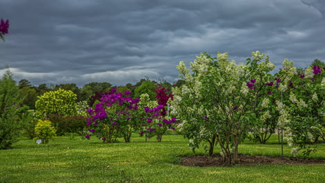 Hermoso-Paisaje-De-Jardín-Con-Lilas-Enanas-Y-Manzanos-Bajo-Un-Cielo-Nublado