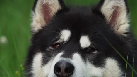 Primer-Plano-De-Un-Adorable-Malamute-De-Alaska-En-La-Naturaleza