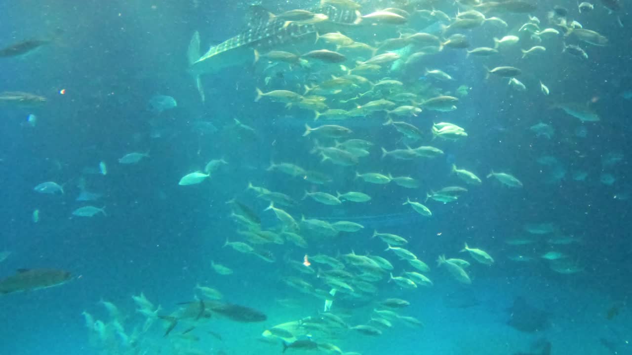 큰 수족관 에서 수영 하는 물고기 들 의 무리