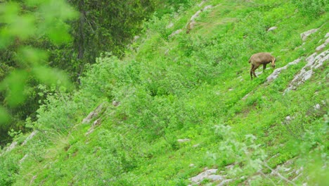 a chamois is eating grass off a steep hillside
