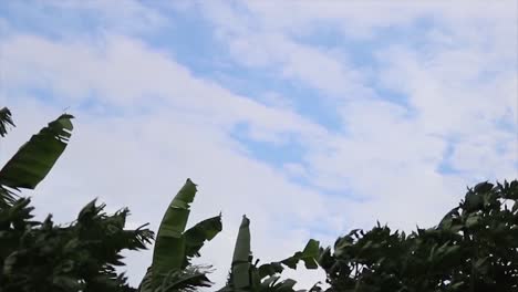 copas de los árboles meciéndose en el viento contra el cielo azul nublado - timelapse