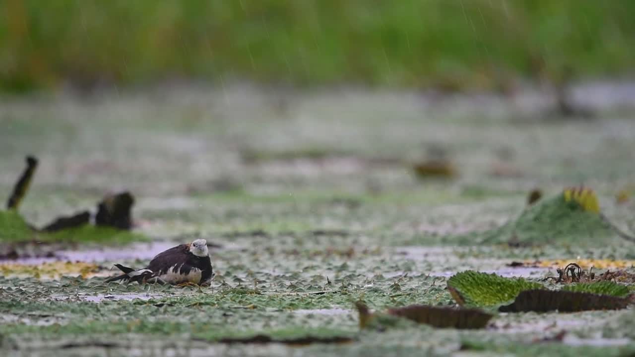 primer plano de jacana de cola de faisán sentada en huevos en una hoja flotante en una fuerte lluvia