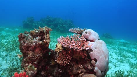 Colorful-coral-reef-in-underwater-shallows-in-Philippines,-medium-shot