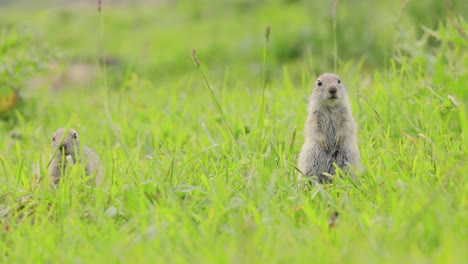 La-Ardilla-Terrestre-Del-Cáucaso-De-Montaña-O-La-Ardilla-Terrestre-De-Elbrus-(spermophilus-Musicus)-Es-Un-Roedor-Del-Género-De-Las-Ardillas-Terrestres.