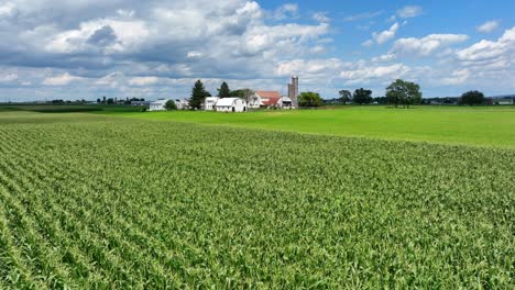 serene cornfield landscape with farmhouses and barns
