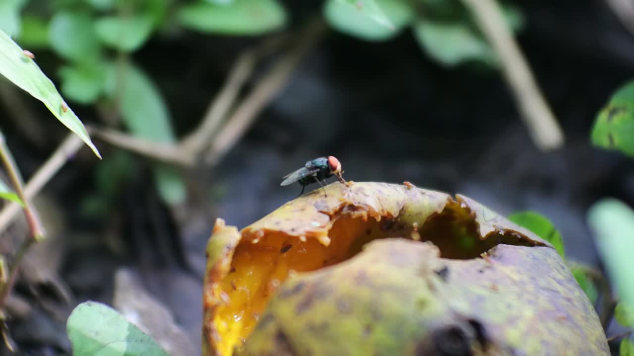 썩은 파파야 과일에 비행