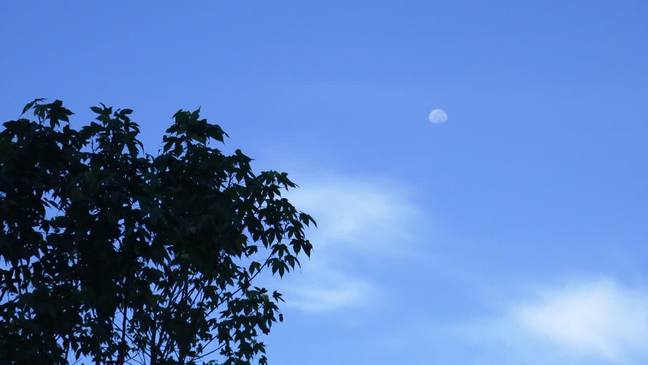 Static shot of silhouetted treetops with a blurred moon in a blue sky, creating a calm and atmospheric natural scene