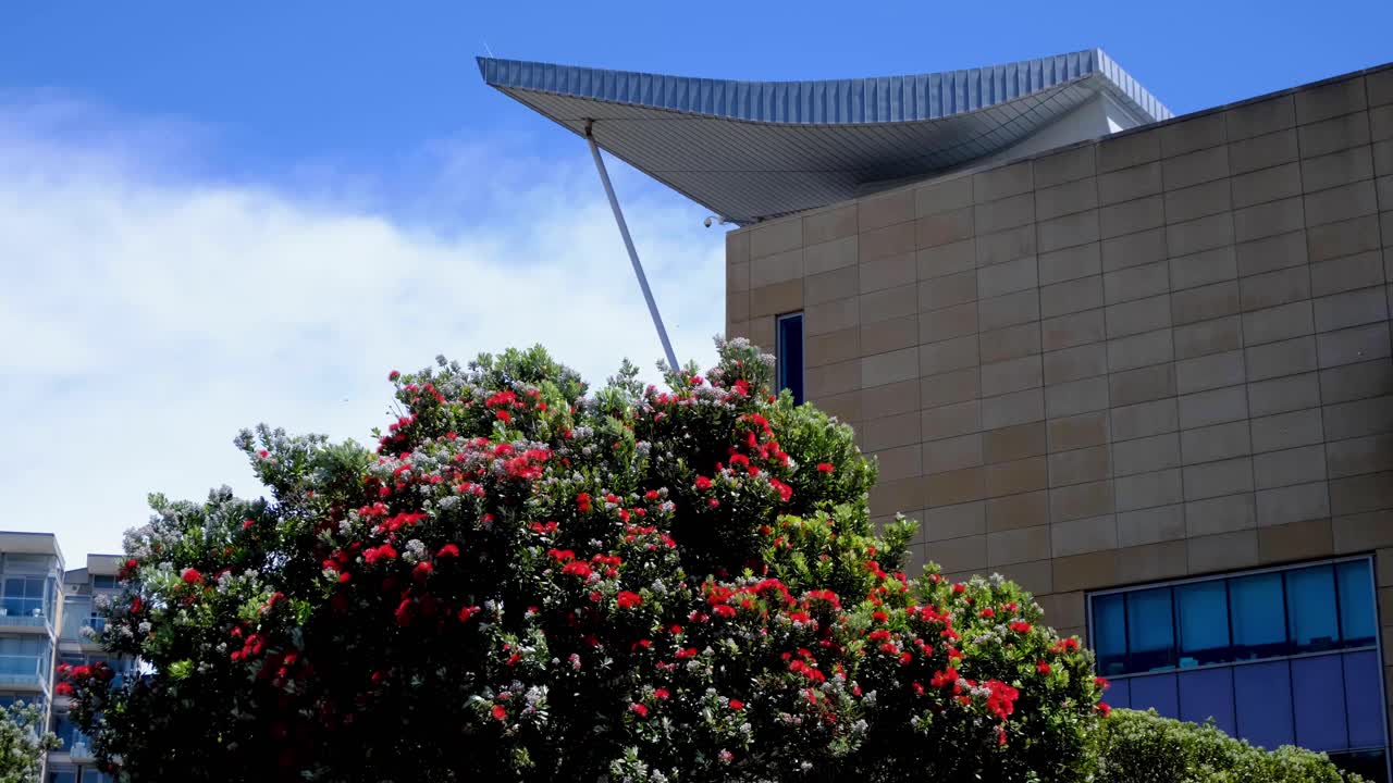Pōhutukawa New Zealand Christmas Tree with red flowers outside Te Papa museum in capital city of Wellington NZ Aotearoa