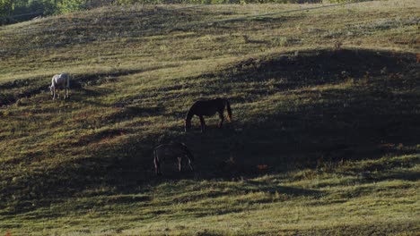 Caballos-Pastando-En-Una-Llanura-Por-La-Noche