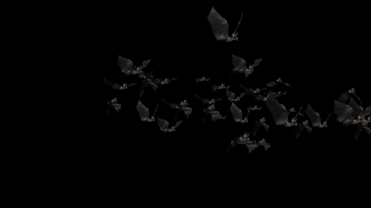 Flaggermusanimasjon halloween svarte flaggermus flyr 4K på grønn skjermbakgrunn skrekk halloween grunge