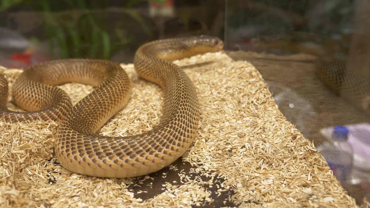 Caged inland Taipan Oxyuranus microlepidotus, a higly venomous snake is twisting and turning inside a glass terrarium in a zoo in Bangkok, Thailand
