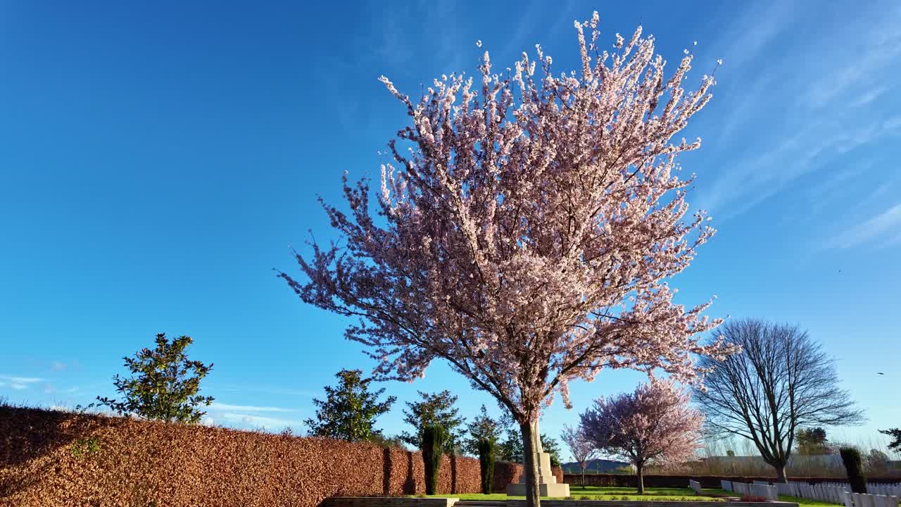 Solitary cherry blossom tree in spring bloom near war memorial cemetery, Courseulles-sur-mer, Normandy, France.