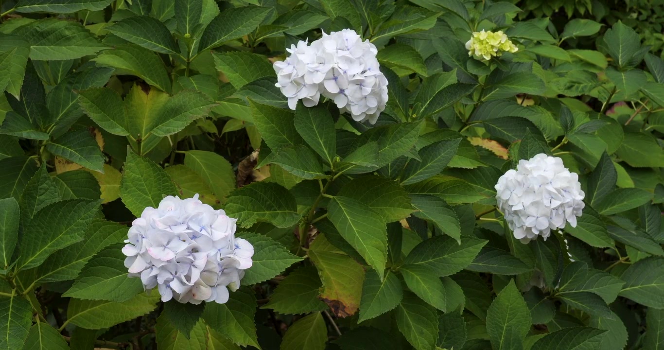 Hydrangea macrophylla in Victoria Butchart Gardens,British Columbia,Canada.